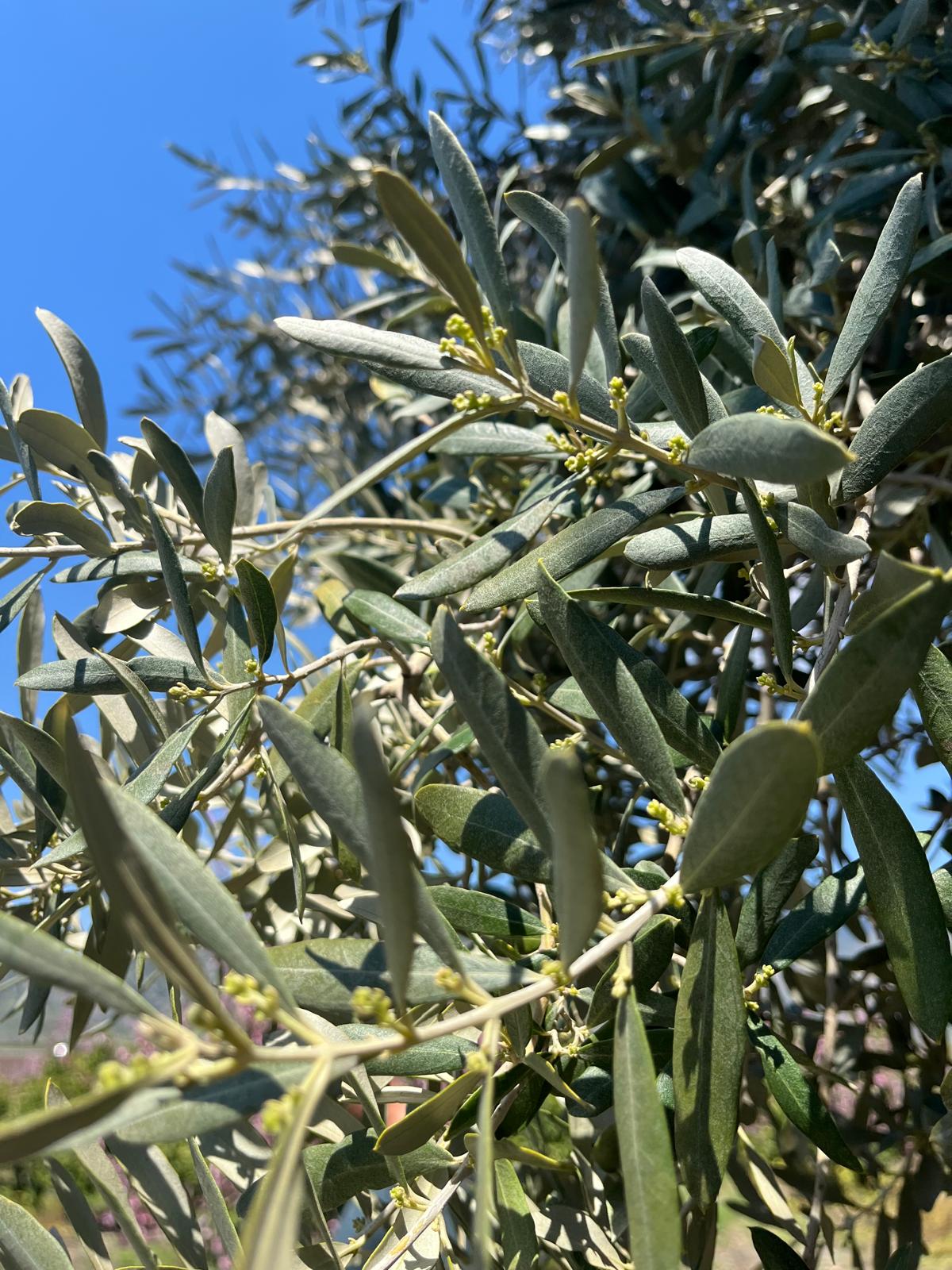 Zeytinler Zincire Geldi