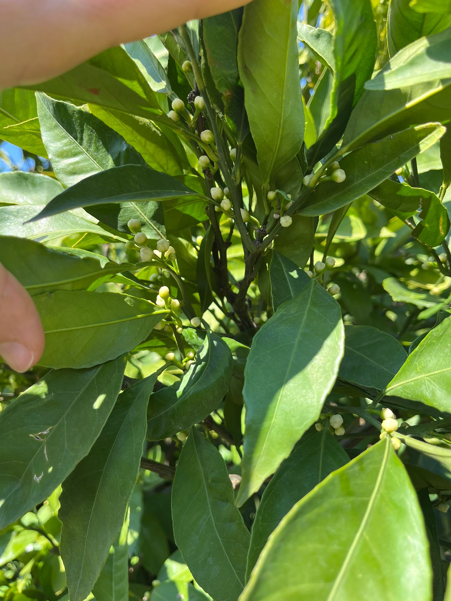 Mandalinalar çiçek tomurcuklarını gösterdi.