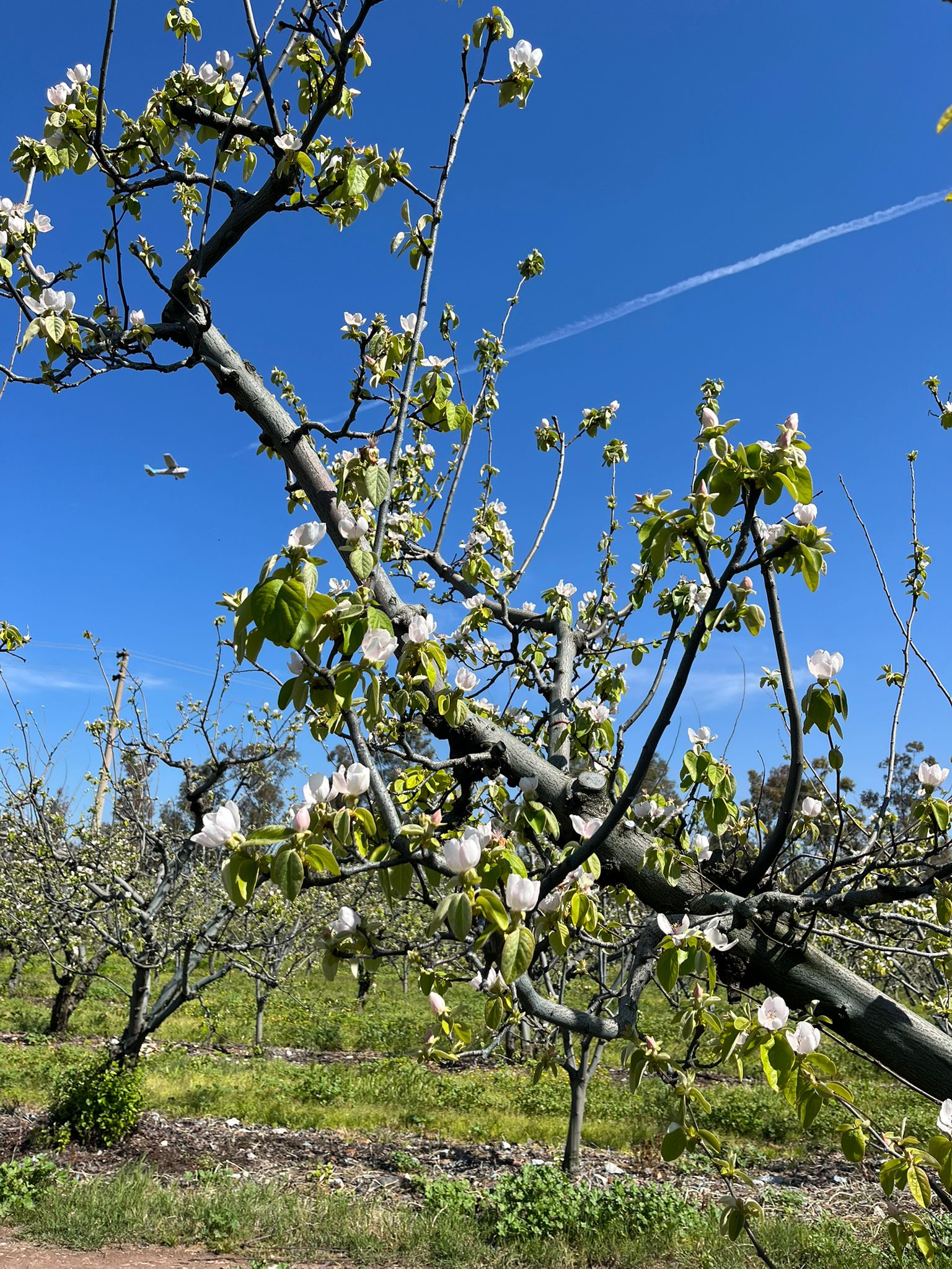 Ayva çiçek açtı yaz geliyor