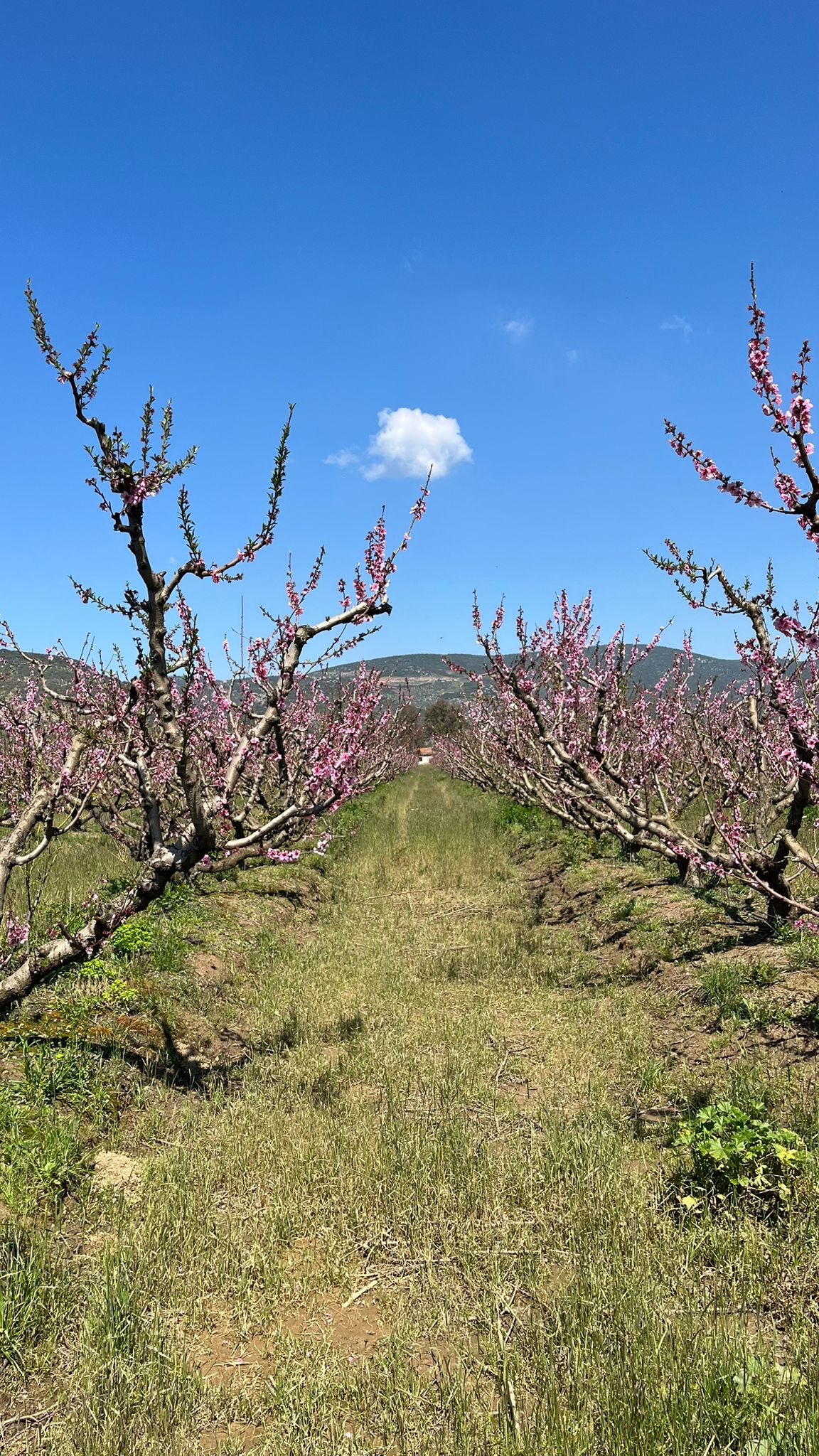 Erkenci şeftaliler çiçek taç yapraklarını döktü, geçci çeşitler ise hâlâ çiçekte.